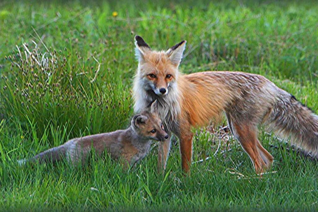 Fox Den Lodge Уест Йелоустоун Екстериор снимка